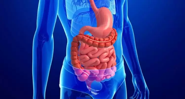 Медики розповіли про способи налагодити роботу кишківника та жовчного міхура