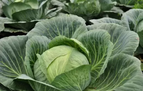 Названо простий овоч, що допомагає згортуванню крові та здоров'ю кісток