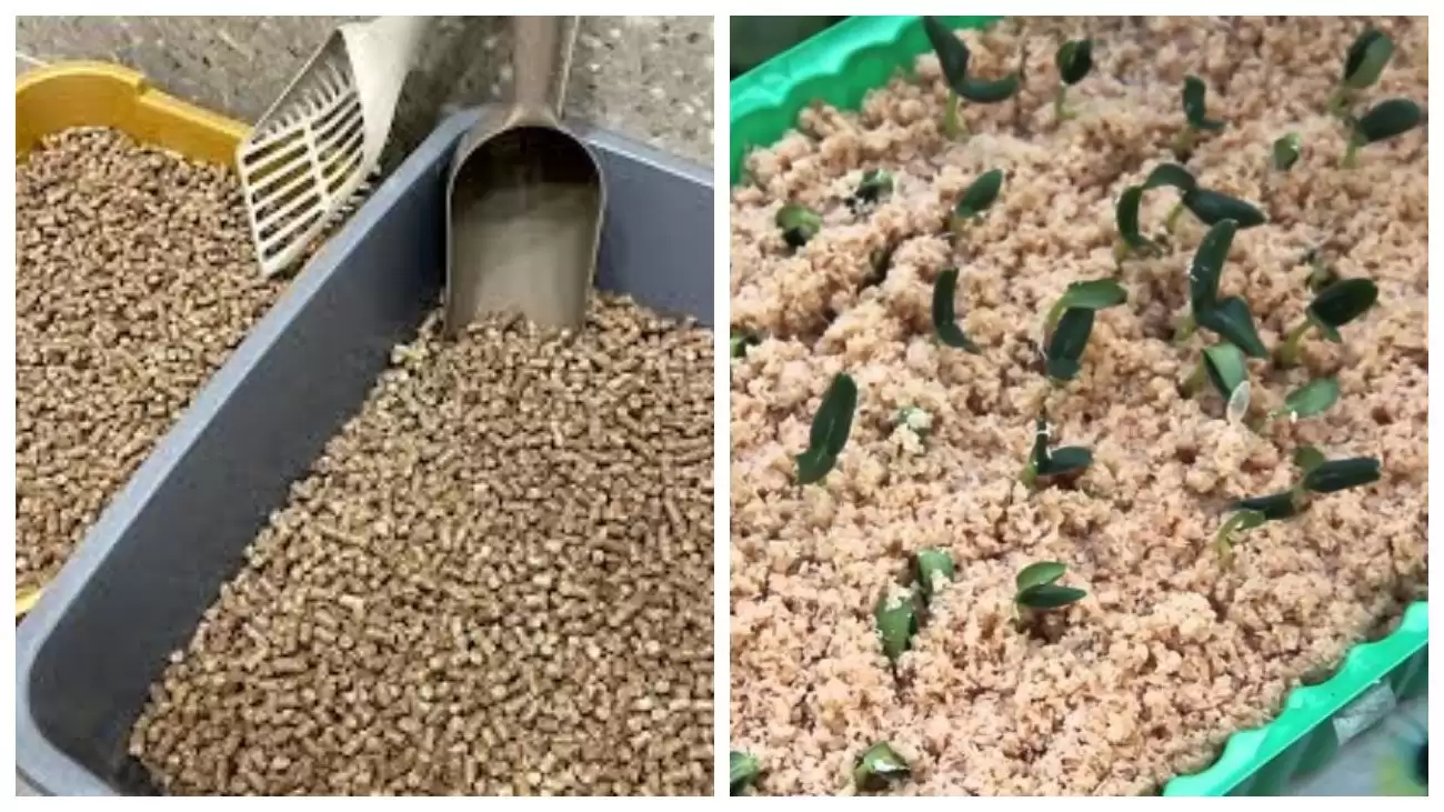 Городники назвали простий трюк для швидкого пророщування буряка