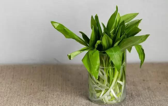 Натуральний «буст» для організму: що особливого в черемші, та чому її зараз треба їсти