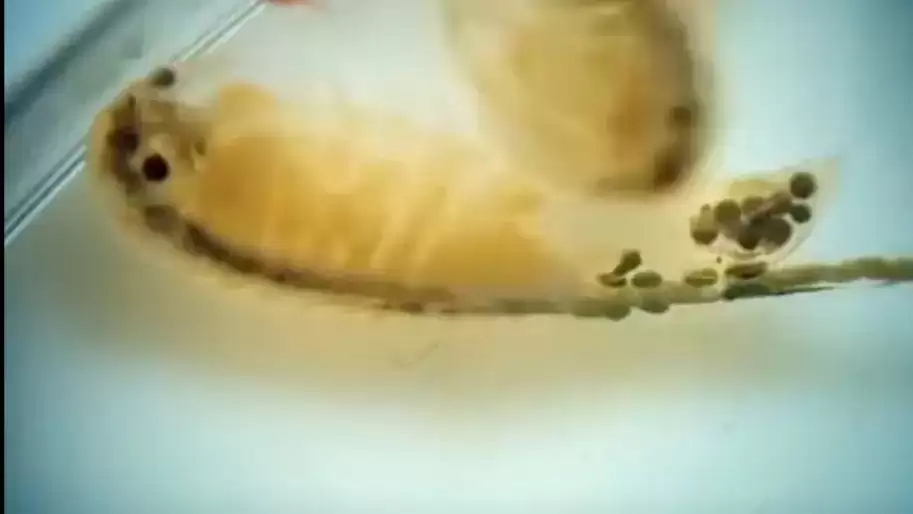 Життя у краплині води: українські полярники показали крихітних мешканців антарктичного озера