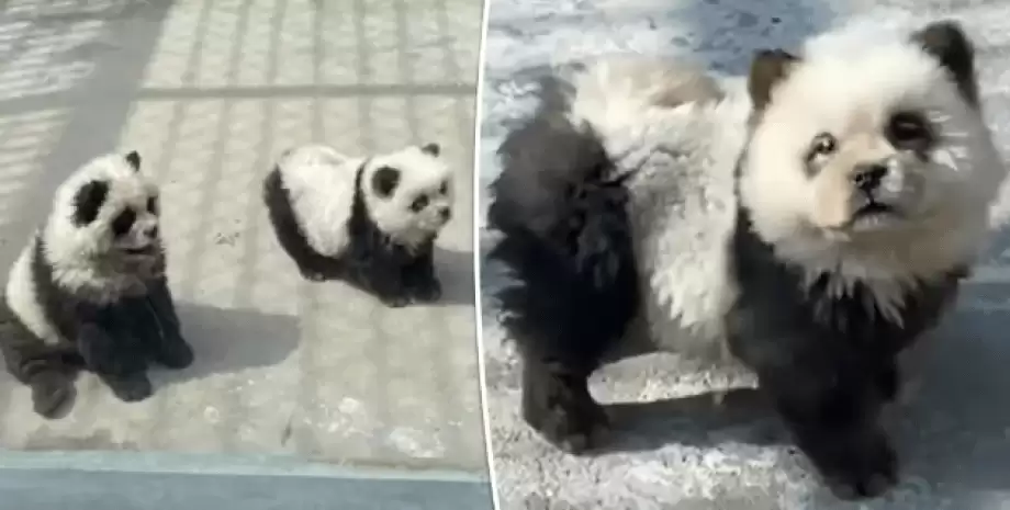Зоопарк влип у скандал через "панд", які насправді виявились собаками