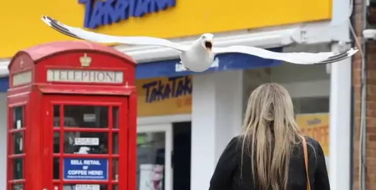 Атакує із засідки: чайка відбирає їжу в туристів на британському курорті