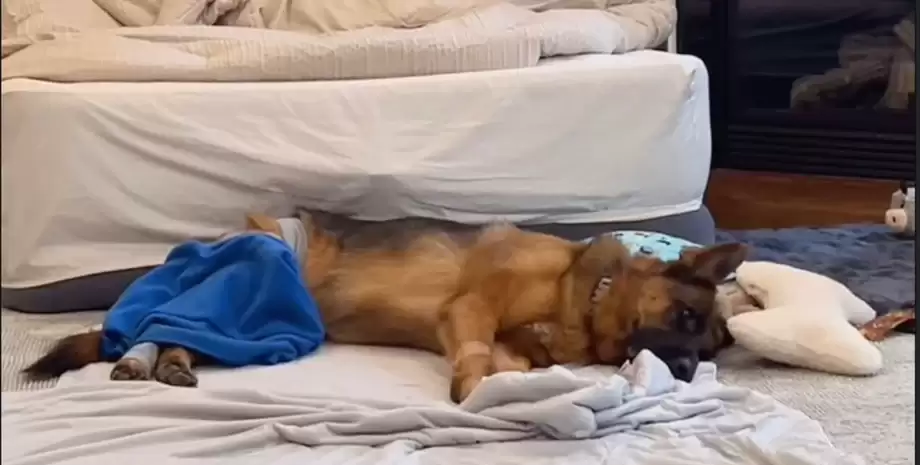 Подружжя завело німецьку вівчарку для охорони дому, але є один кумедний нюанс