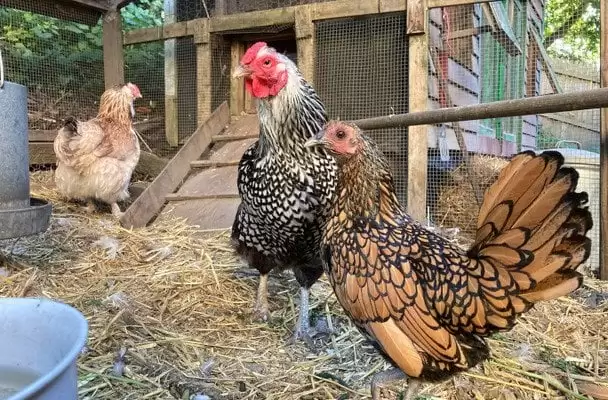 Найстаріша курка у світі: скільки їй років, і яка вона зараз