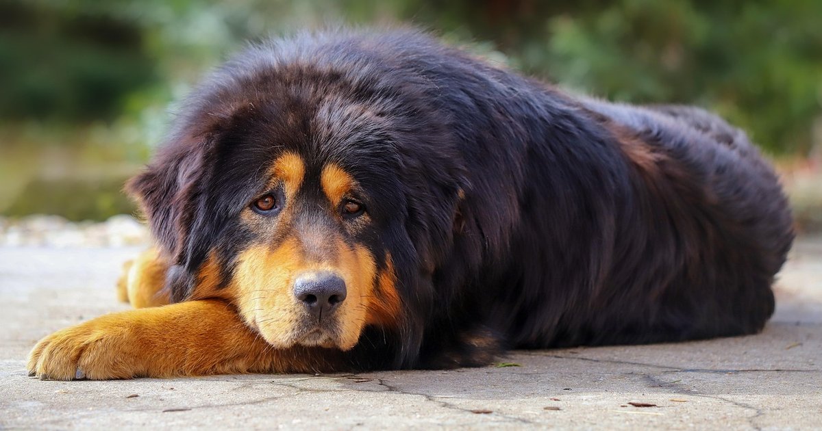 В Китае продали самую дорогую собаку в мире: сколько она стоит и есть ли такая порода в Украине (фото)