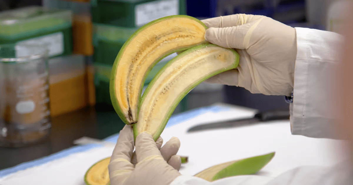 Сомнительная выгода: врачи рассказали, стоит ли делать маски из банановой кожуры
