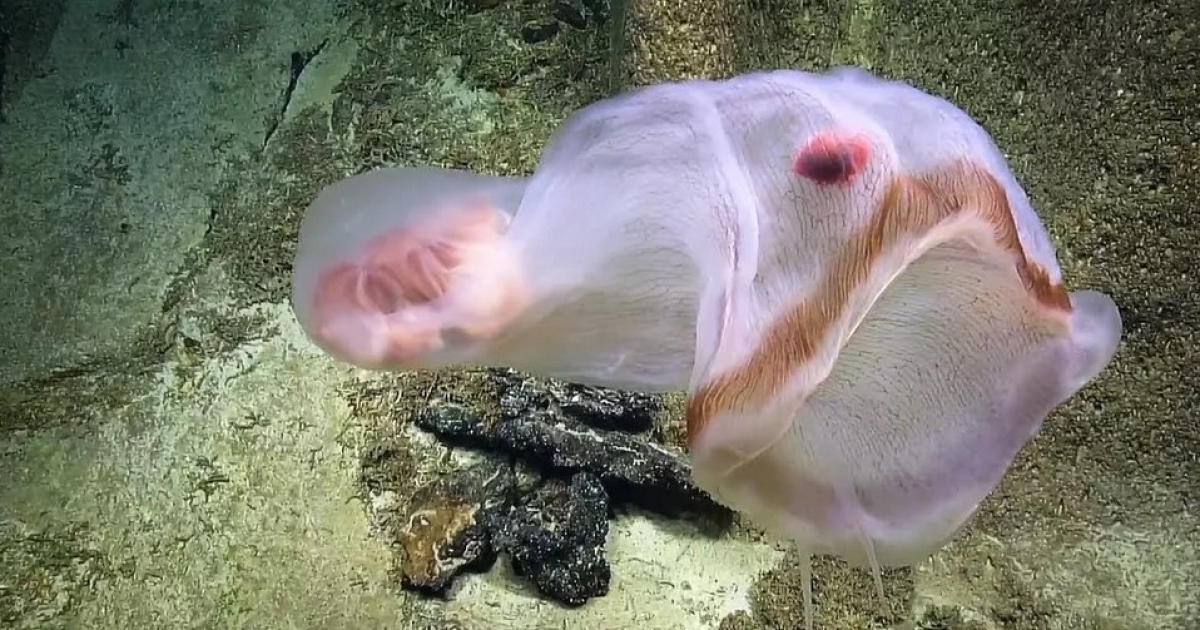 В глубинах океана обитает странное живое "одеяло": внутри живут его друзья, что это (видео)