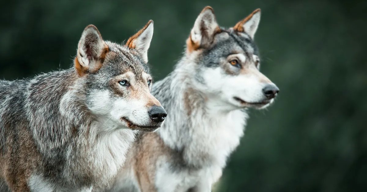 Дикие волки научились использовать орудия труда: найдены первые в мире доказательства (видео)