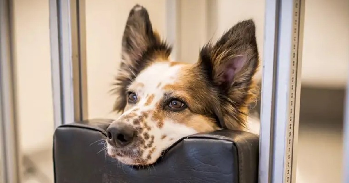 Собаки тоже страдают от аутизма: ученые рассказали, на какие признаки обратить внимание