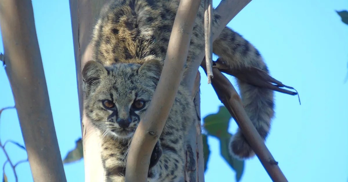 Самая крохотная кошка с "кисточкой" на хвосте оказалась застенчивой: их голос записали лишь недавно