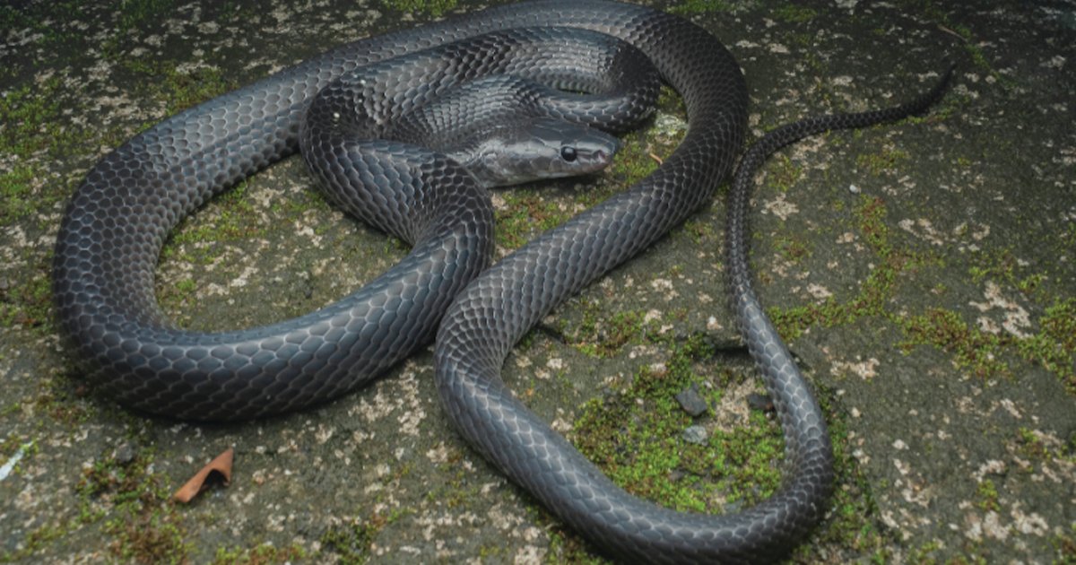 В одном из самых уникальных мест на Земле найден новый вид "волков": до 100 см в длину (фото)