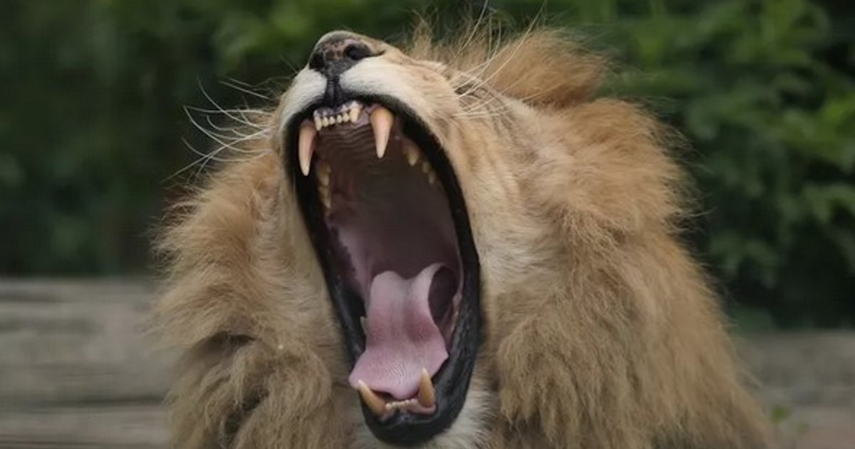Львы умеют издавать два типа устрашающего рыка: новое открытие ученых (видео)