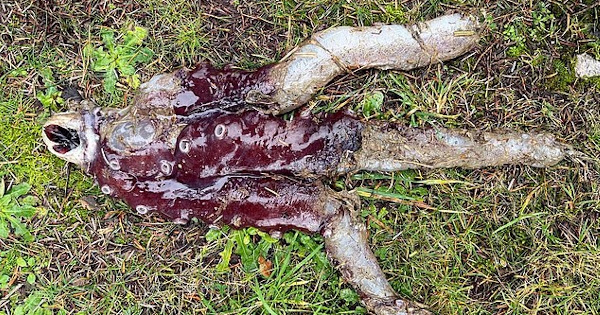 Демогоргон из "Очень странных дел" существует: его выбросило на берег в Шотландии (фото)