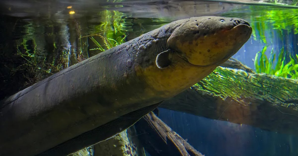 Самая странная дружба в мире: как в подводной пещере уживаются грозный хищник и жертва (видео)