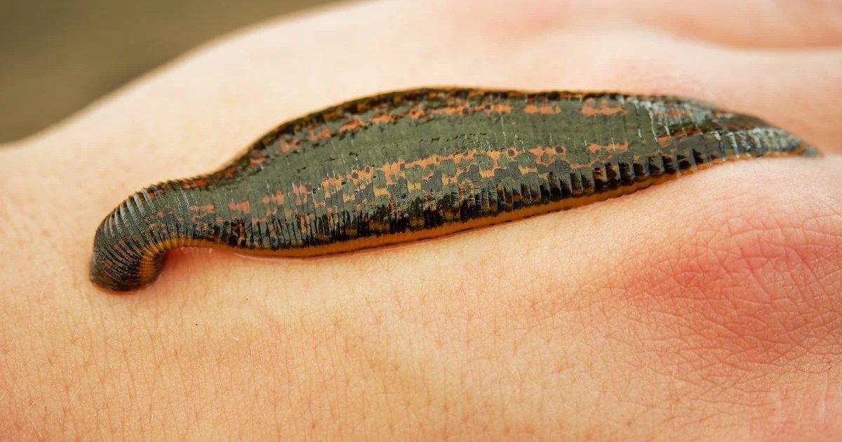 Самая древняя пиявка на Земле не имела ничего общего с современными кровососами: какой она была (фото)