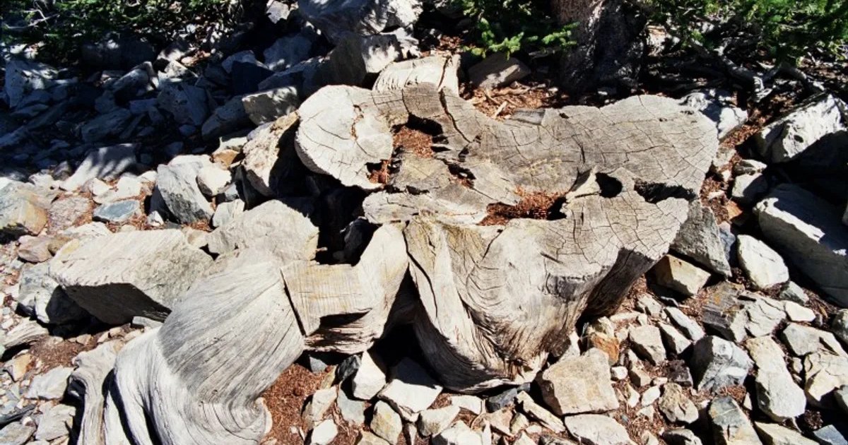 Самое древнее дерево на Земле прожило 4900 лет: затем ученый срубил его (видео)