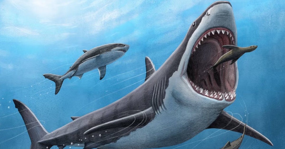 Найдена гигантская акула, державшая океан в страхе еще до мегалодона: какой она была (фото)