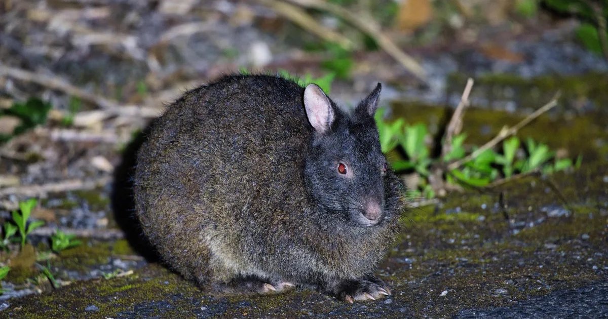 Назван самый необычный кролик в мире: живое ископаемое готического вида (видео)