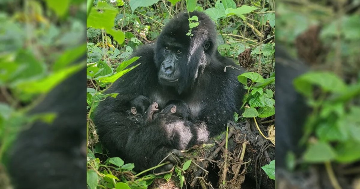 В Африке у горной гориллы родились невероятно редкие близнецы (видео)