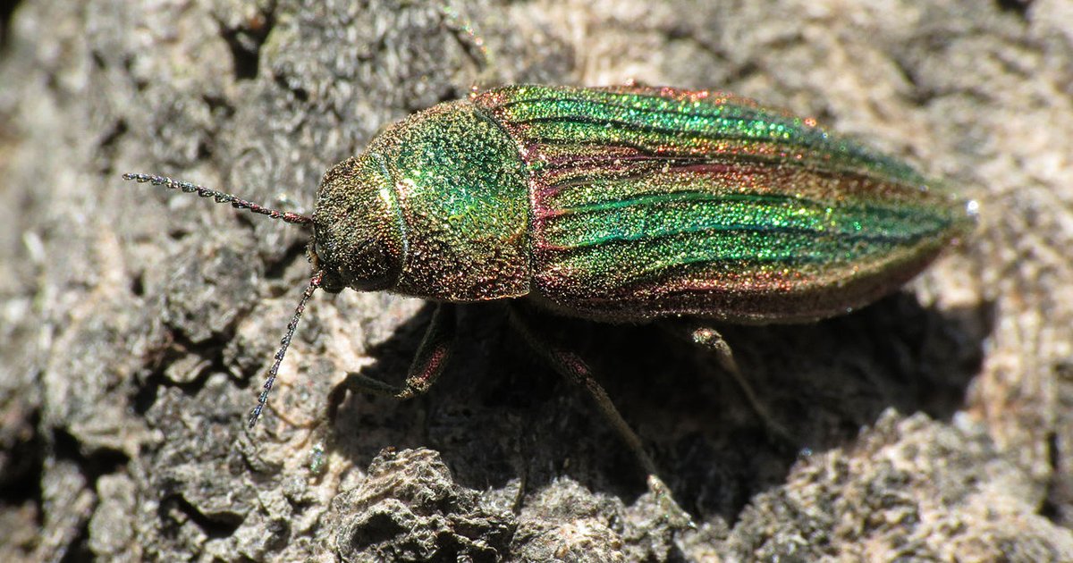 Названо самое долгоживущее насекомое в мире: почти полсотни лет существует в форме личинки