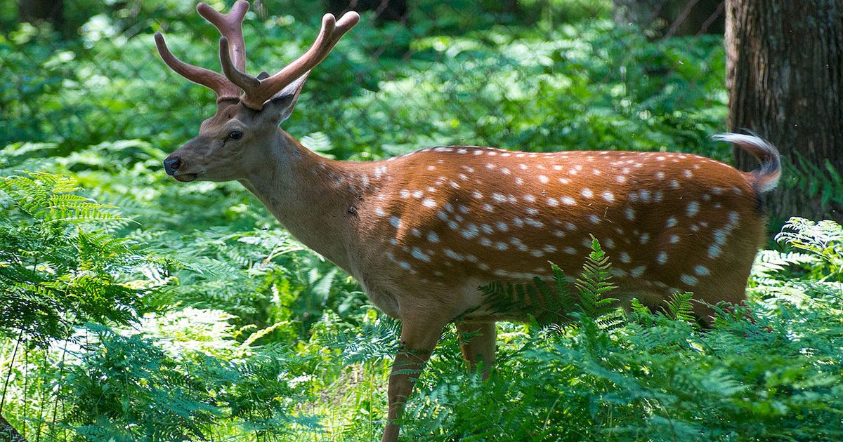 Жуткая "корона": в Японии замечен олень носящий на рогах голову соперника (фото)