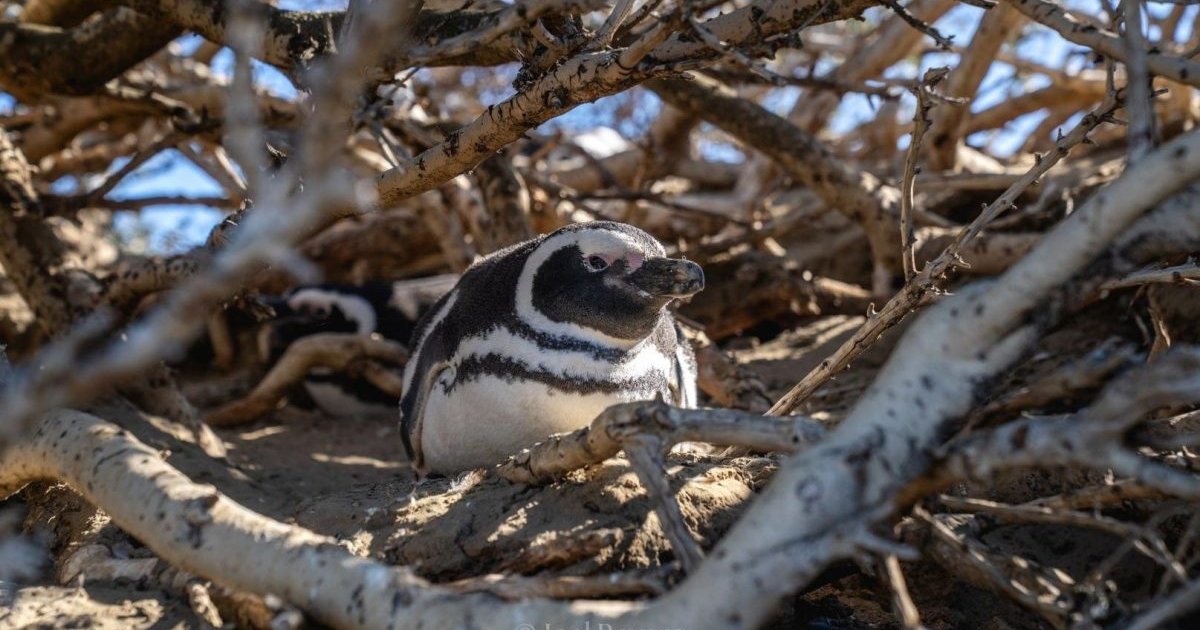 Пингвины тысячами погибают в Патагонии: причина вымирания оказалась сложнее, чем считалось (фото)