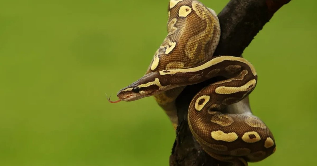Некоторые змеи могут обходиться без еды целый год: ученые выяснили, как им это удается