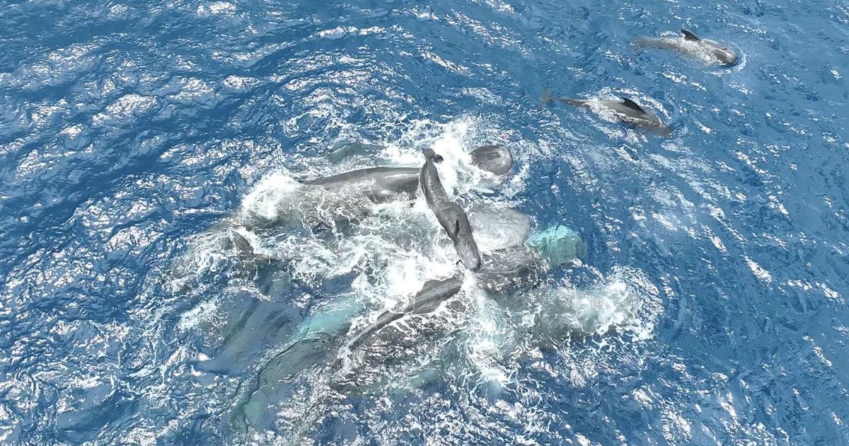 Несколько часов держали дитя на поверхности: кашалоты помогали детенышу появиться на свет (видео)