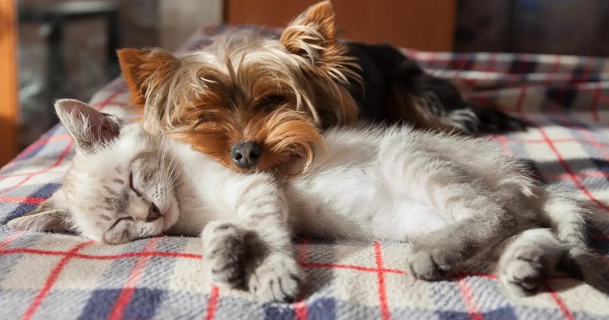 Любители риска: почему некоторые кошки любят собак, несмотря на инстинкт (видео)