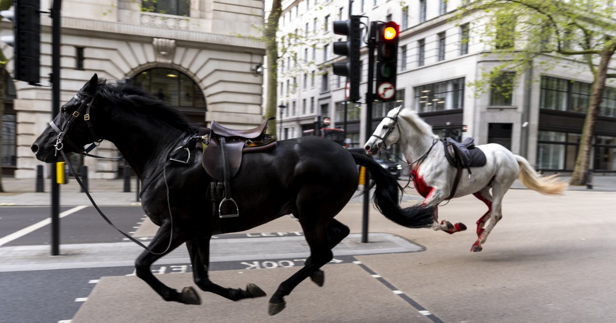 Дурной знак: лондонцев напугали "лошади Апокалипсиса" и остановившийся Биг-Бен (видео)