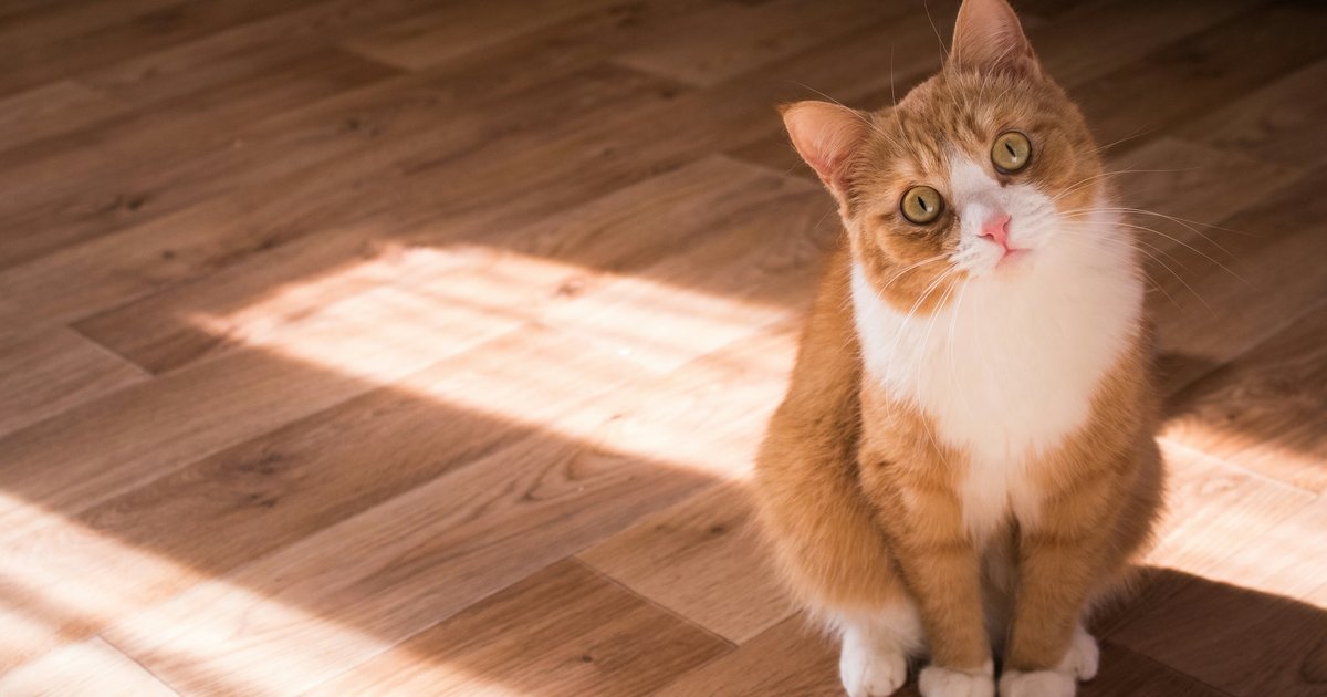 Кот молчит, но сердится: 5 вещей, которые на самом деле злят вашего любимца