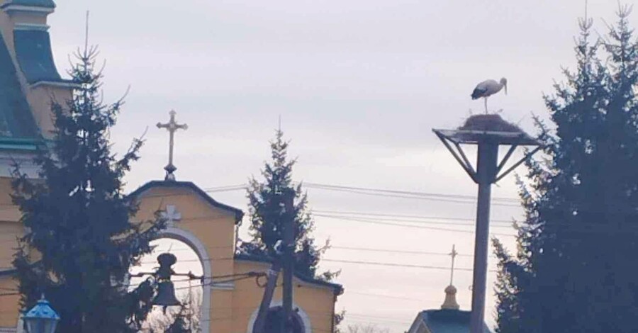 Священник против аиста: на Львовщине жители добились возвращения гнезда вблизи храма
