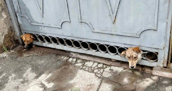 На Херсонщине сотрудники ГСЧС спасли испуганных собак, которые застряли в воротах во время обстрелов