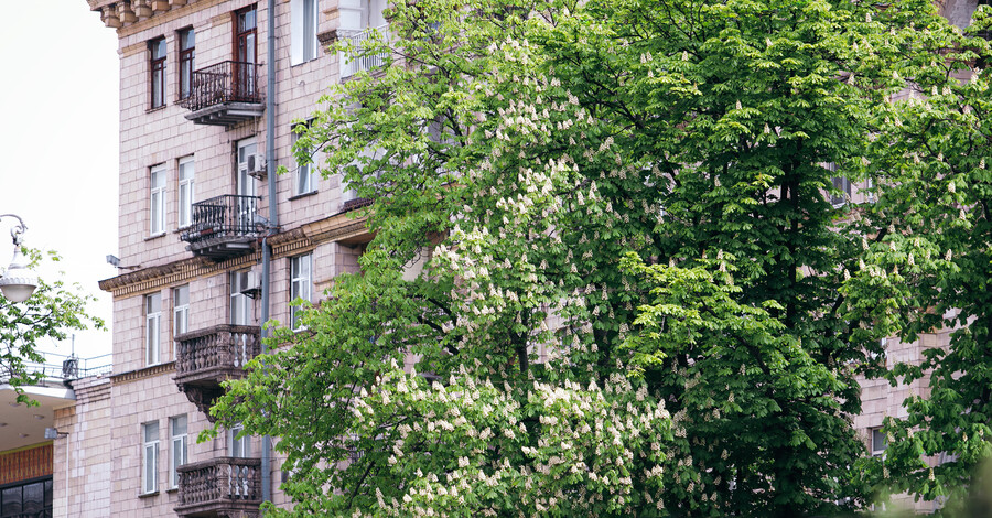 В Киеве цветут каштаны – символ столицы
