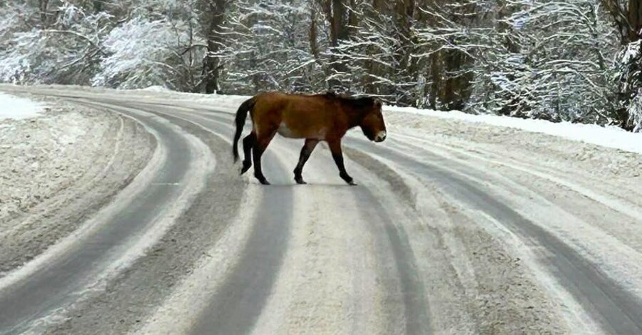 Ученые показали редкого коня, пересекавшего дорогу на Чернобыльщине