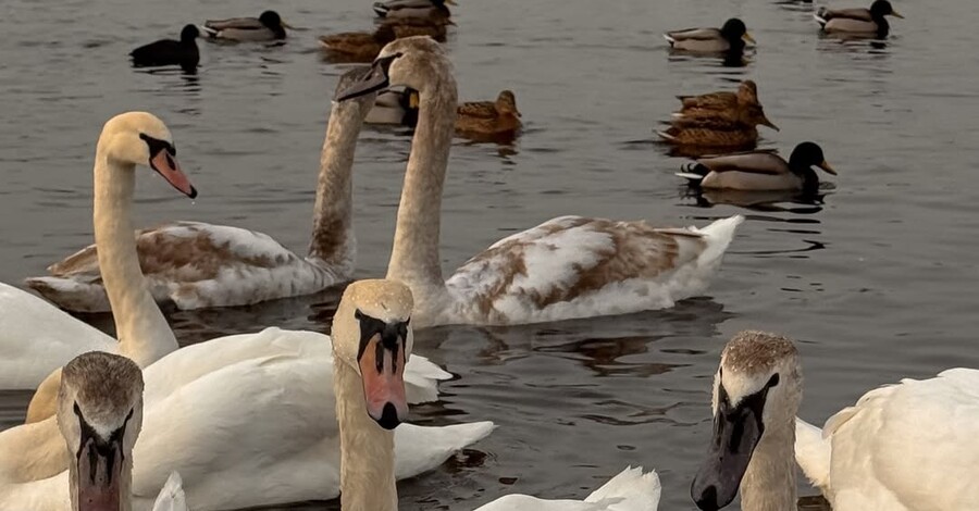 В Киеве стая лебедей заполонила набережную Оболони