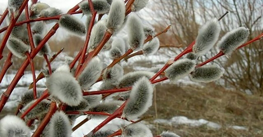 1 марта – как точка опоры: почему мы так ждем весну