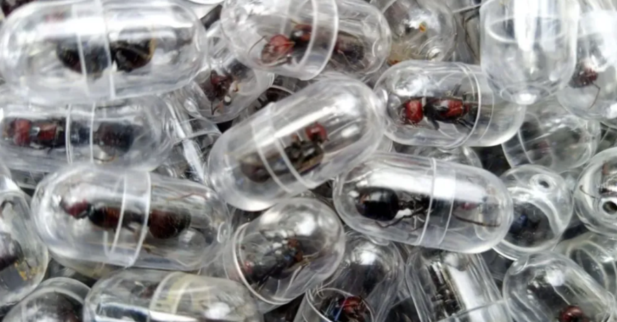 Новые животные в топе контрабандистов: муравьи, морские коньки и панголины