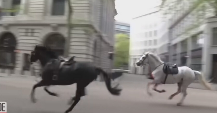В Лондоне кони Королевской гвардии свергли всадников и устроили ряд ДТП, есть пострадавшие