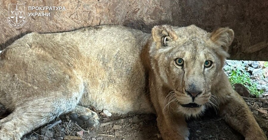 В Хмельницком из приюта сбежали львы - владельца отправили под домашний арест