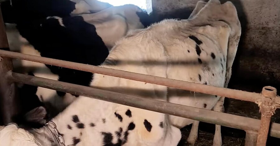 Рейдеры продолжают издеваться над животными на ГП "Рыхальское" Житомирской области