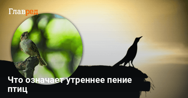 Почему птицы поют по утрам: новое открытие удивило даже ученых