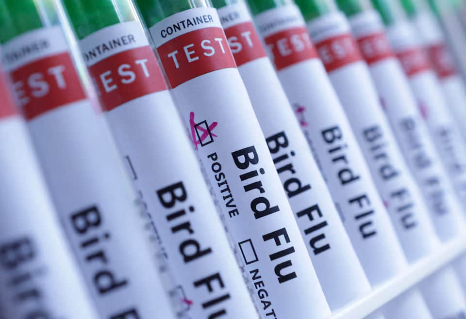 У Німеччині забили понад пів мільйона тварин внаслідок пташиного грипу