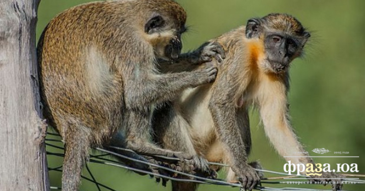 Биологи выяснили об обезьянах кое-что необычное
