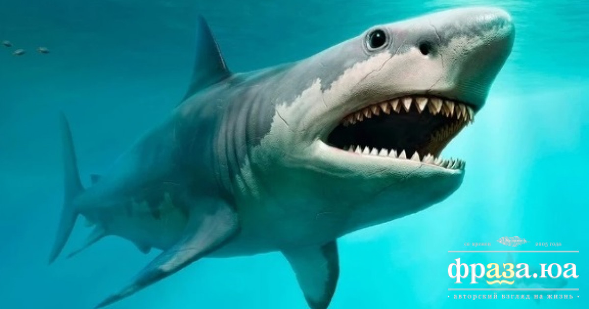 Бразильцев напугали… кокаиновые акулы