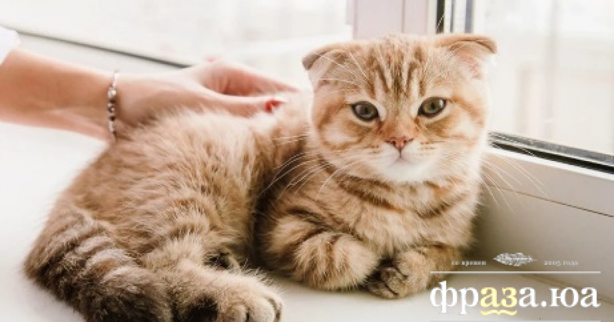 Ученые бьют тревогу: люди могут заражаться птичьим гриппом от кошек