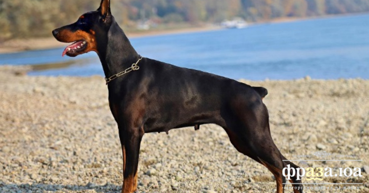 Стало известно, способны ли собаки чувствовать человеческий страх