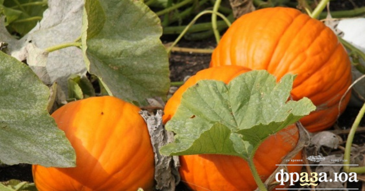 Японцы поведали об опасности некоторых овощей