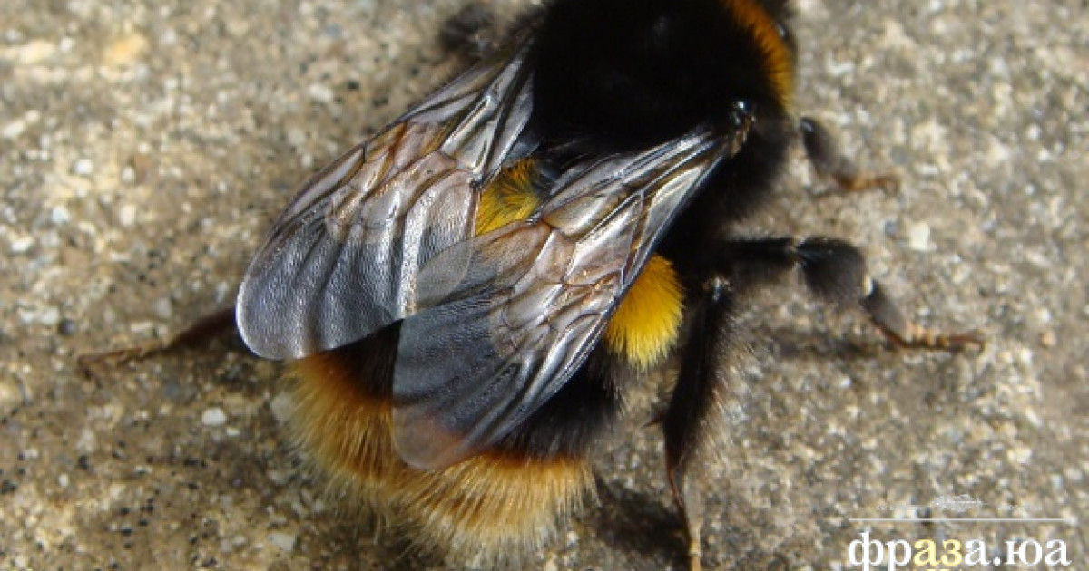 Британцы узнали о шмелях нечто невероятное